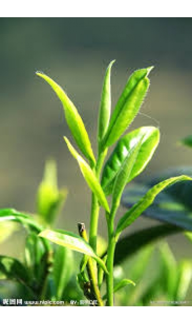 Tea Tree Pure Organic Essential Oil 有機茶樹精油